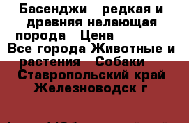Басенджи - редкая и древняя нелающая порода › Цена ­ 50 000 - Все города Животные и растения » Собаки   . Ставропольский край,Железноводск г.